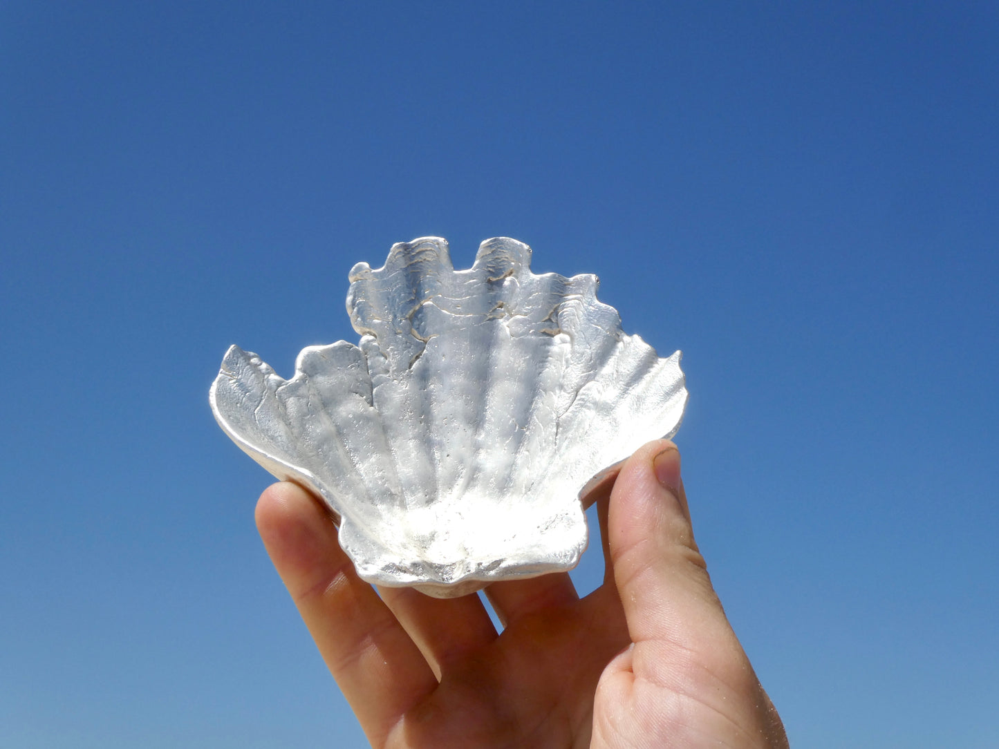 Fruit of the Sea Shell