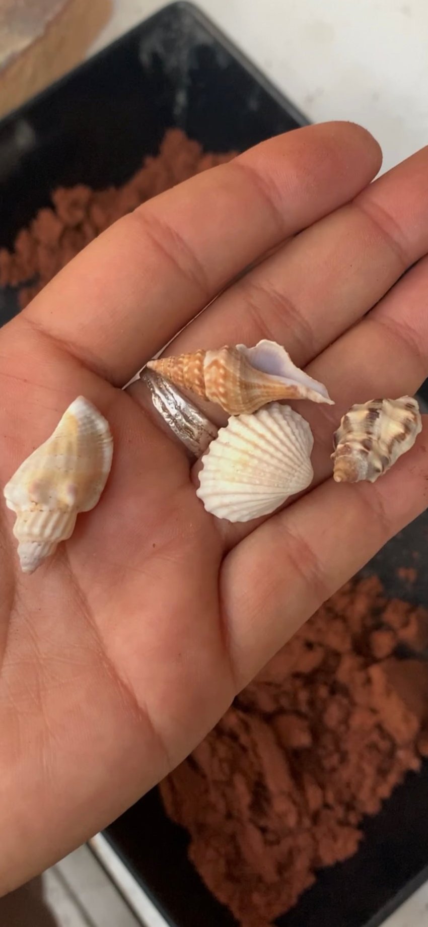 The 'Skewed' Shell