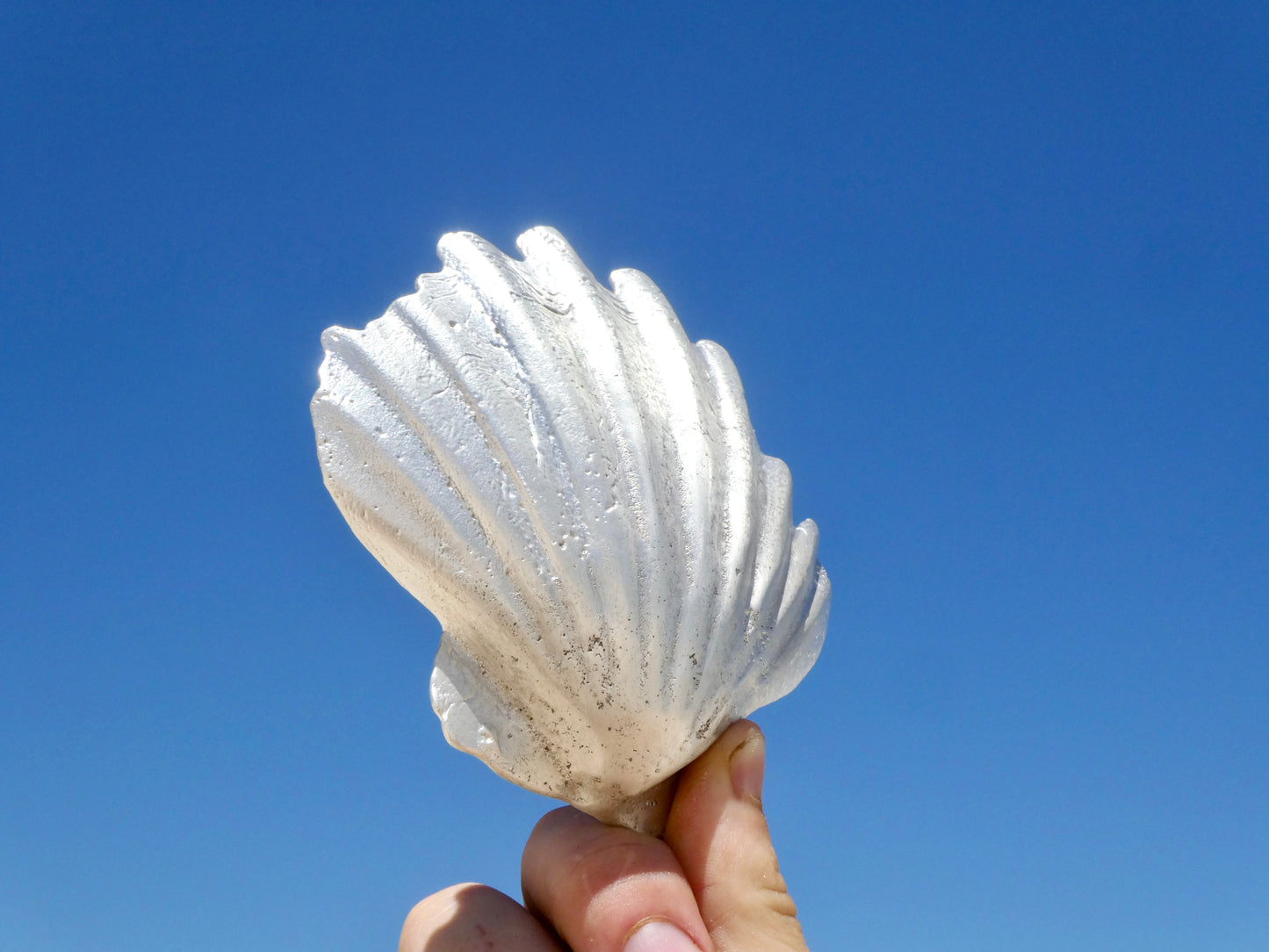 Fruit of the Sea Shell