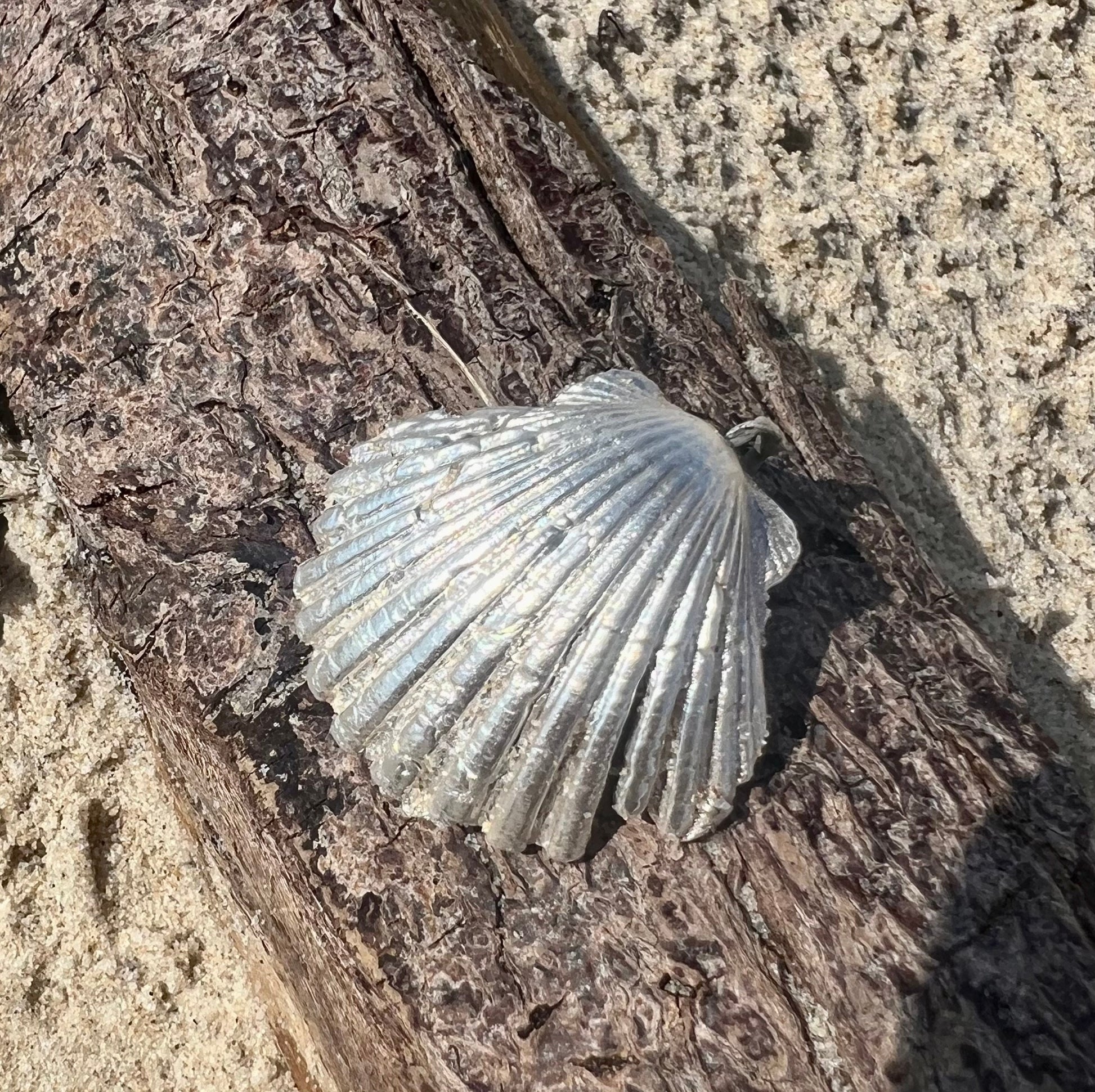 Venus Shell Pendant - Sandcast, Handforged - Available in 24k Gold, 18K Gold or 999 Silver - Unisex